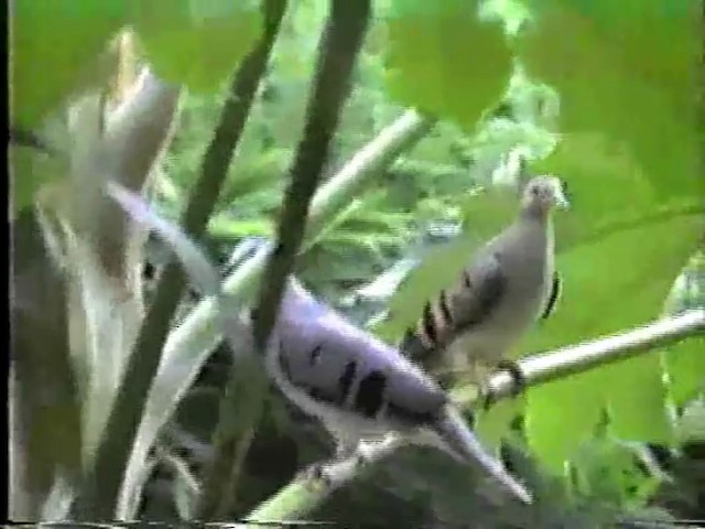 Purple-winged Ground Dove - ML488757