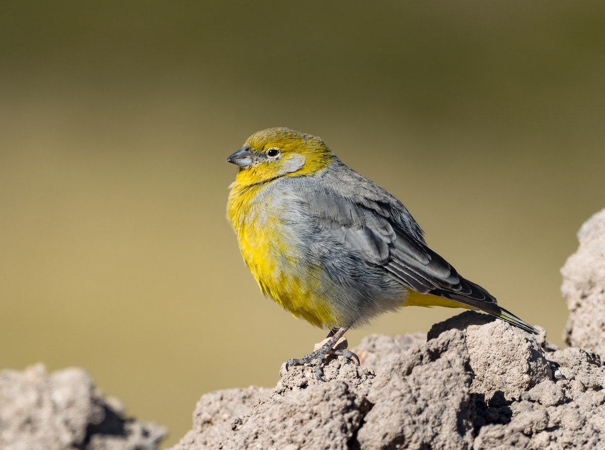 Bright-rumped Yellow-Finch - ML488757991