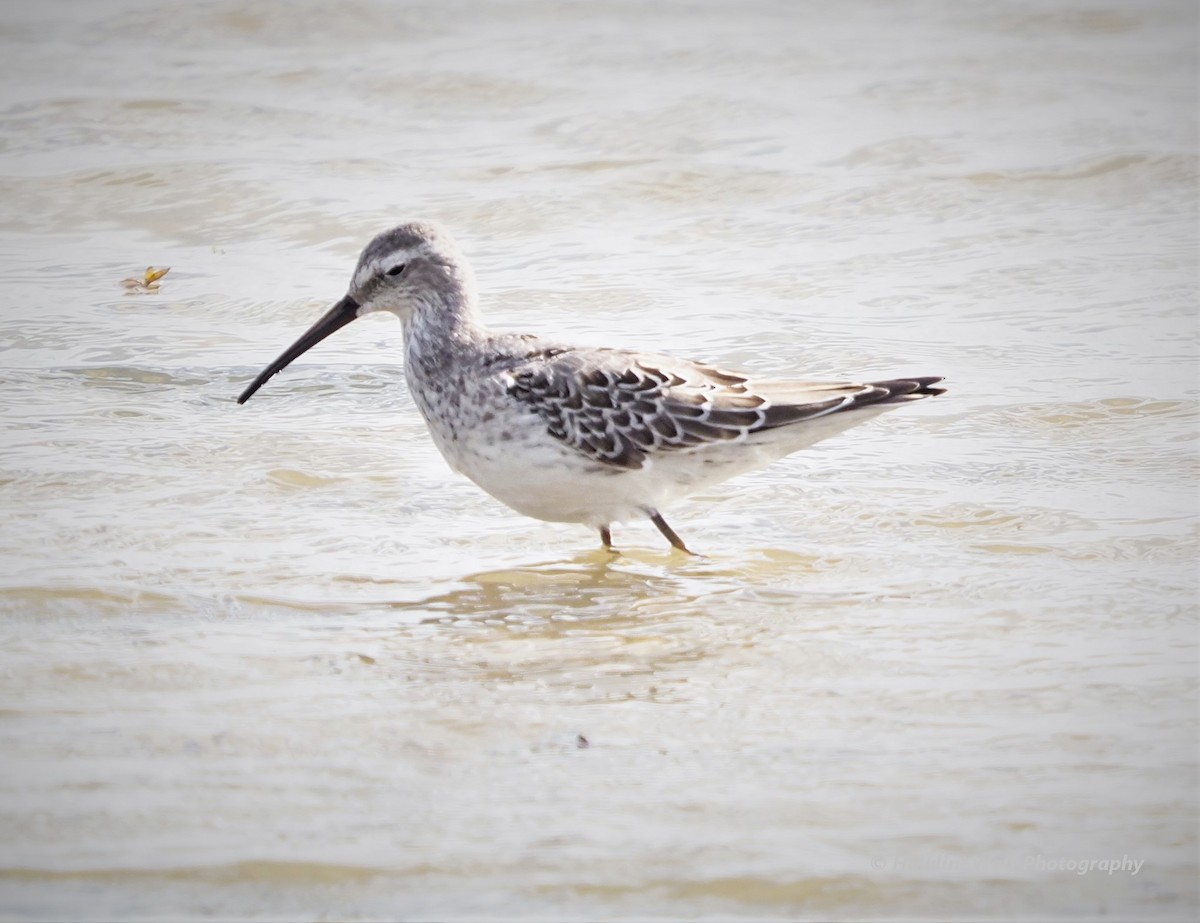 Stilt Sandpiper - ML488758241