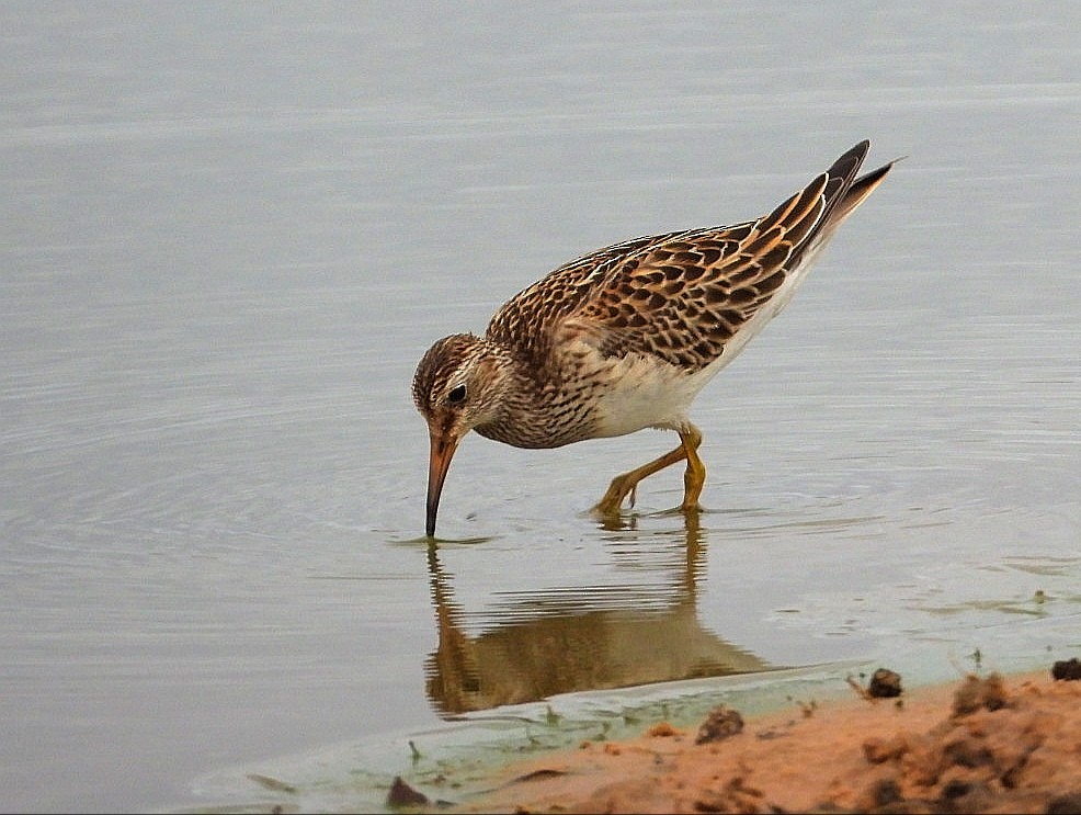 Bécasseau à poitrine cendrée - ML488758901