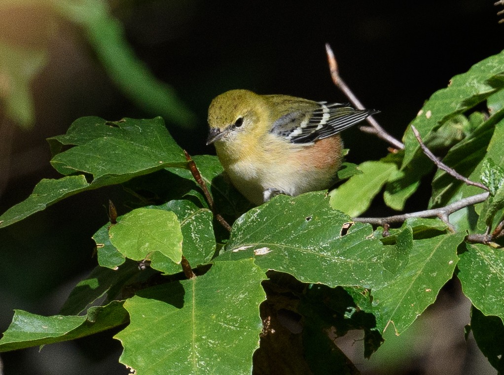 Bay-breasted Warbler - ML488758961