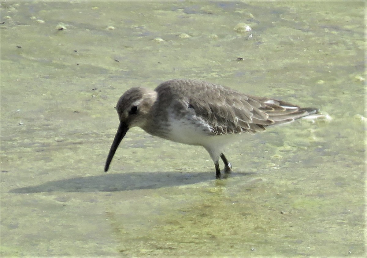 Alpenstrandläufer - ML488759011