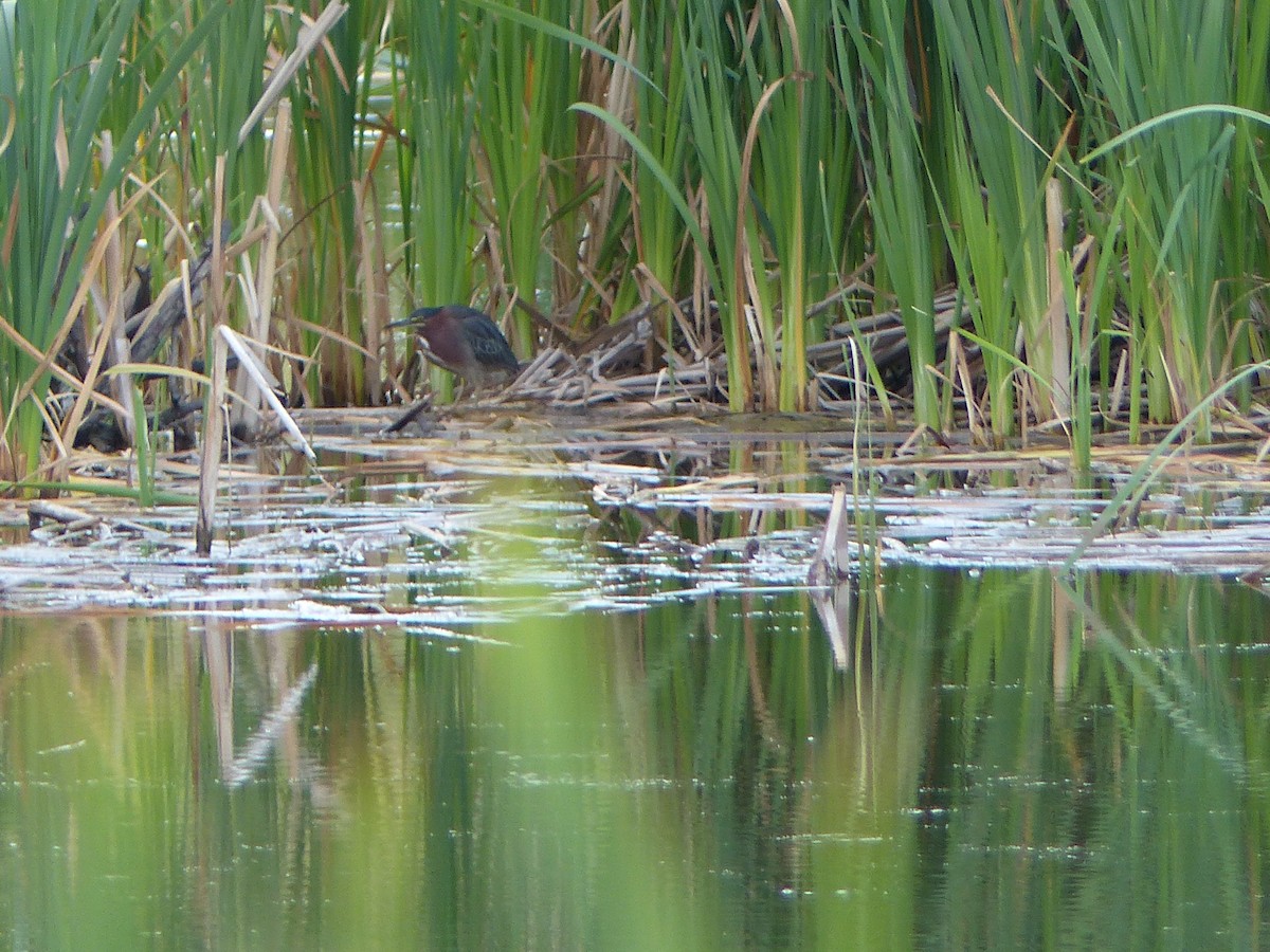 Green Heron - ML488760411