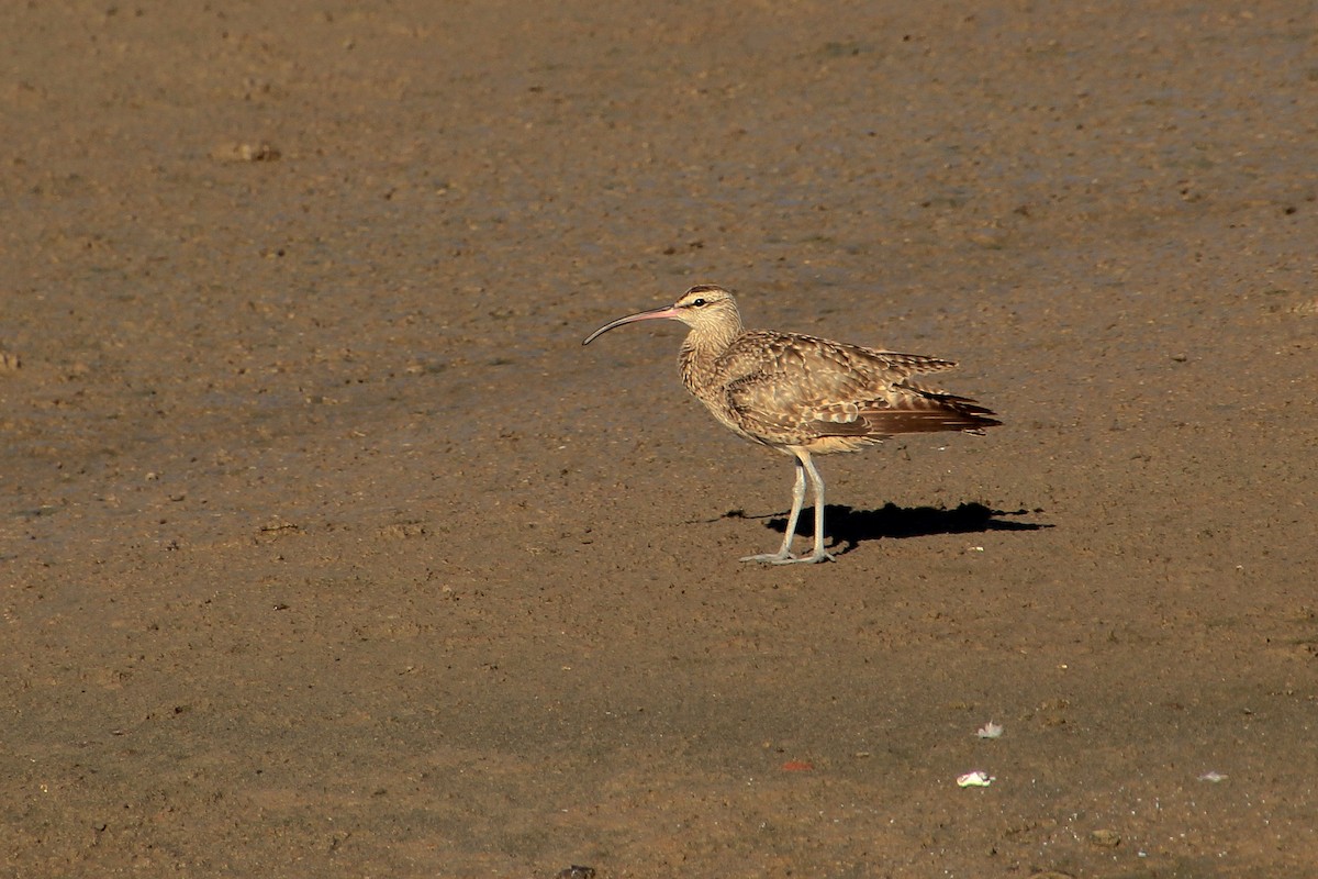 Whimbrel - ML488761621