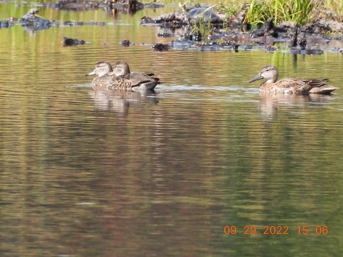 Blue-winged Teal - ML488762581
