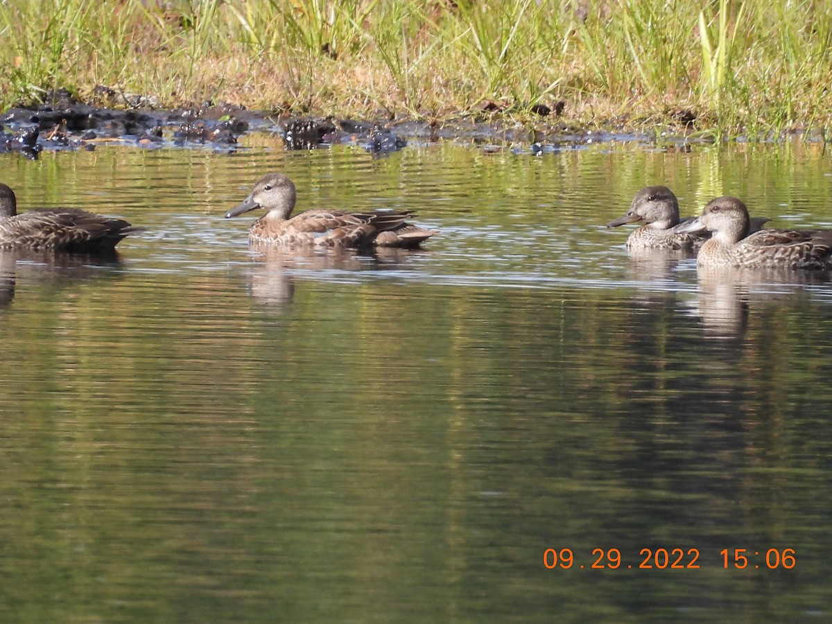 Blue-winged Teal - ML488762601