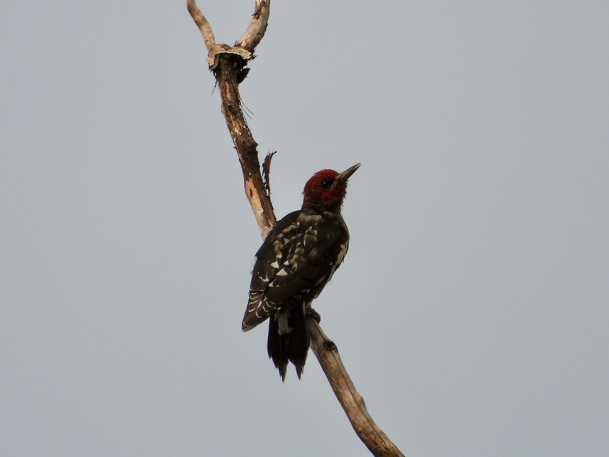 Red-breasted Sapsucker - ML488762611