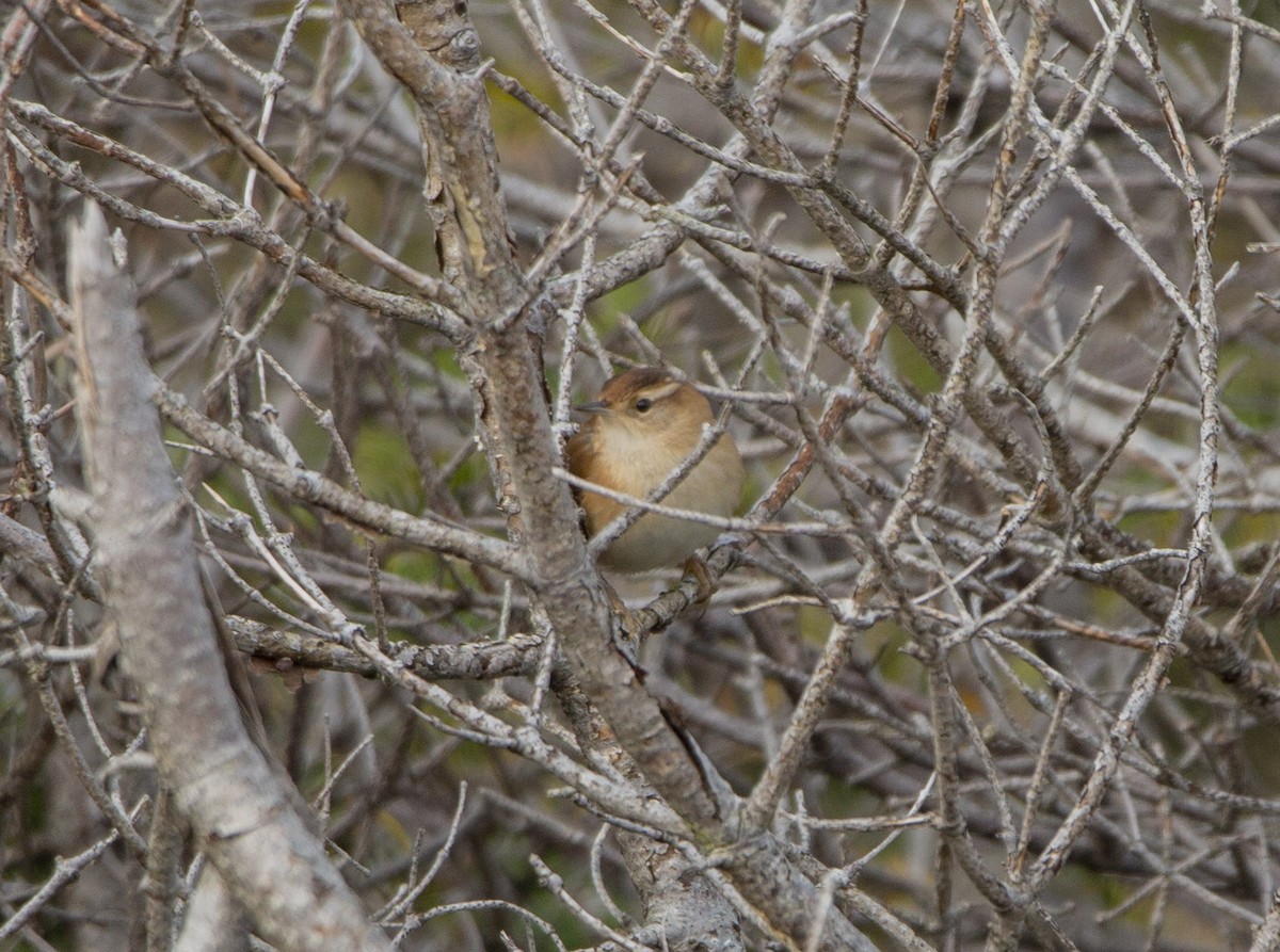 Marsh Wren - Vernon Buckle