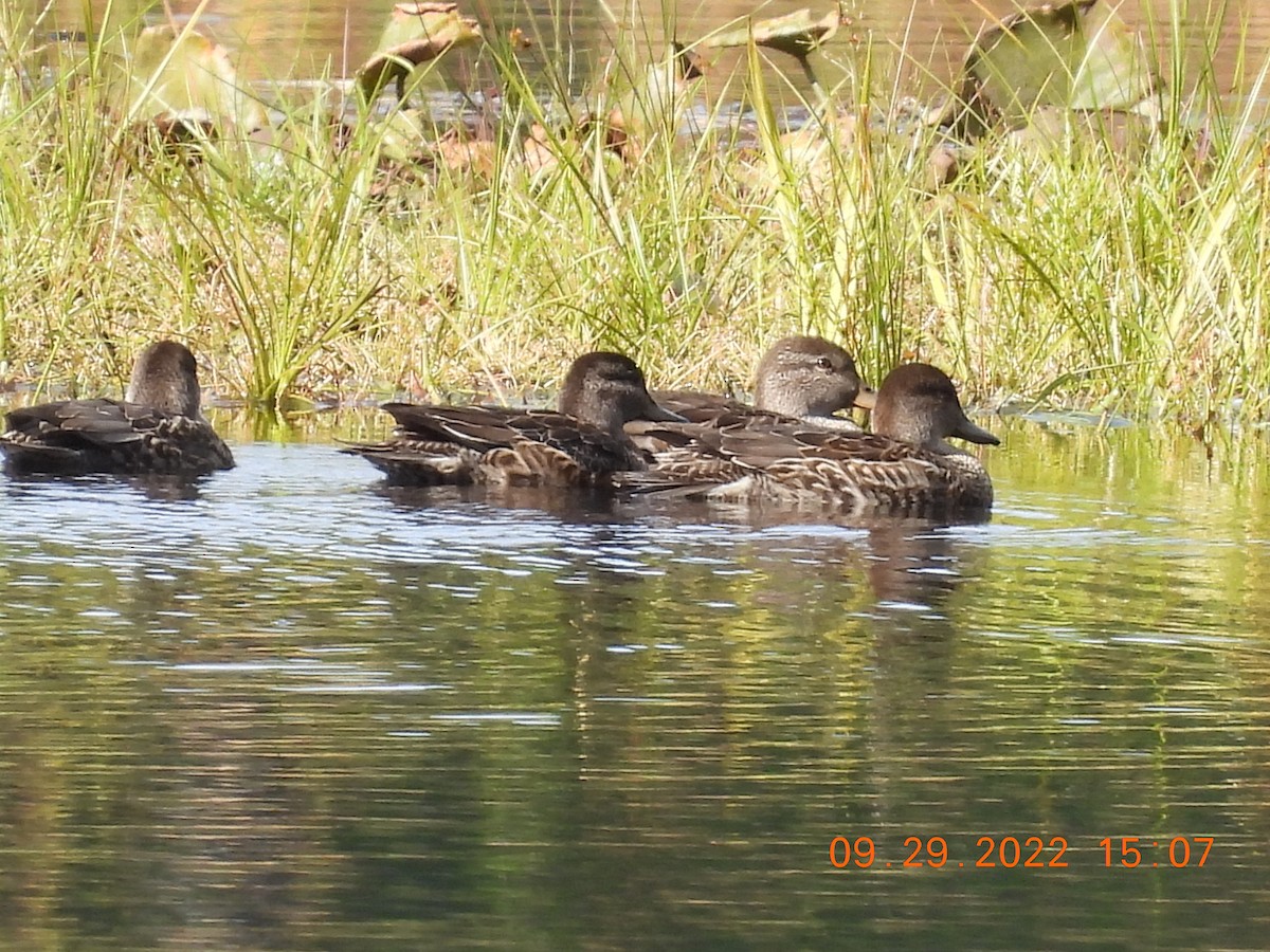 Ногоохон нугас - ML488762941