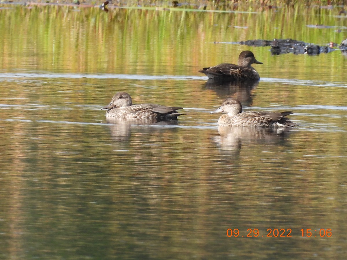 Ногоохон нугас - ML488762951