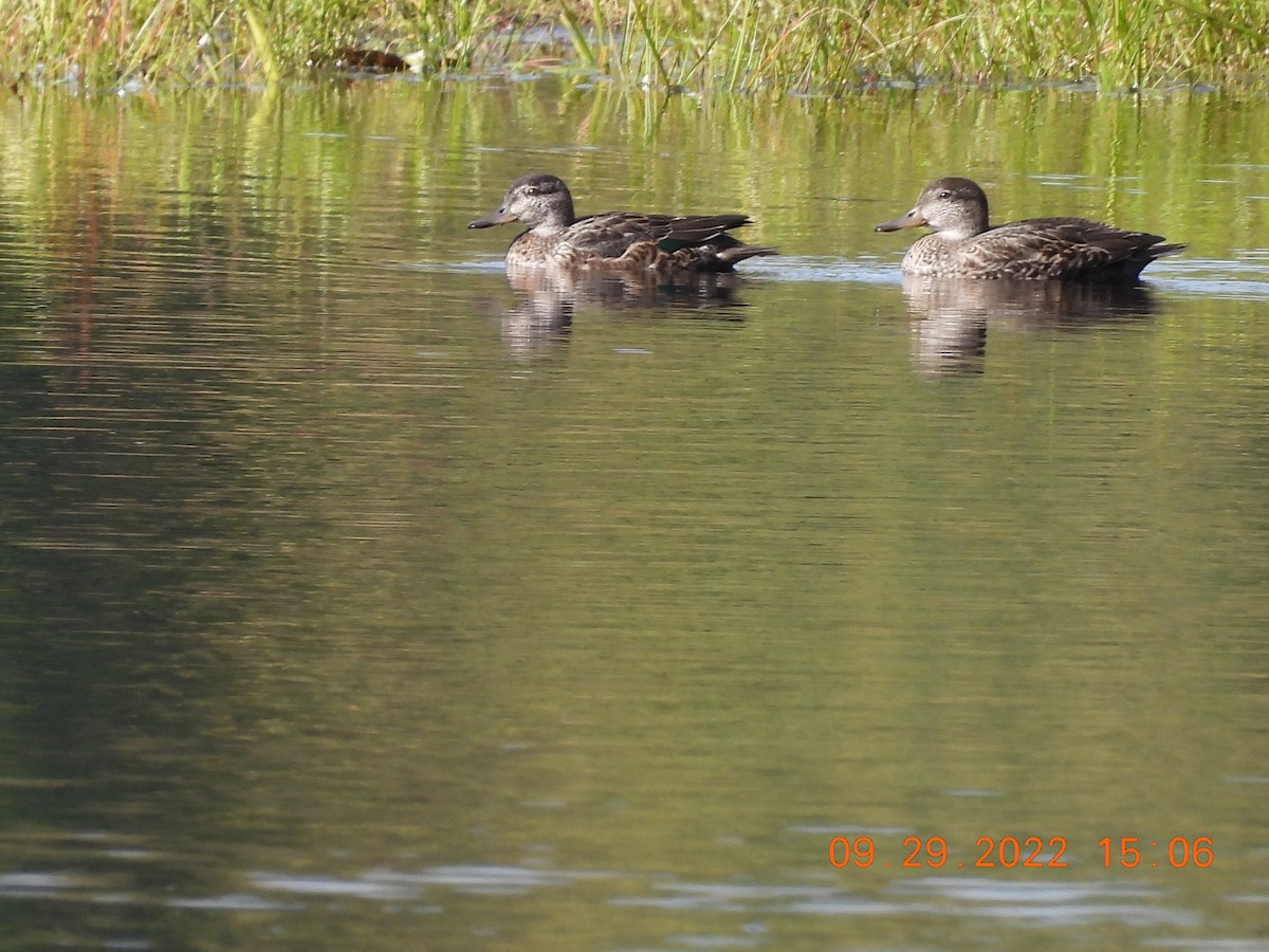 Ногоохон нугас - ML488762971