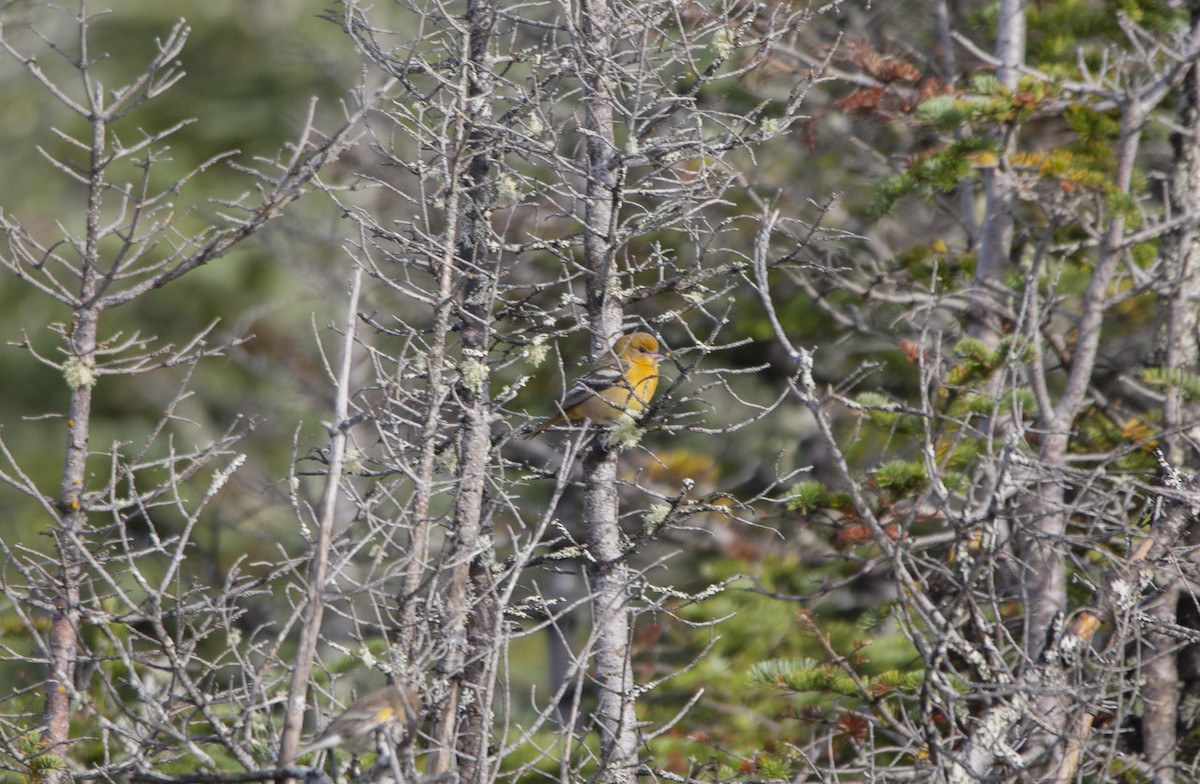 Baltimore Oriole - ML488763091