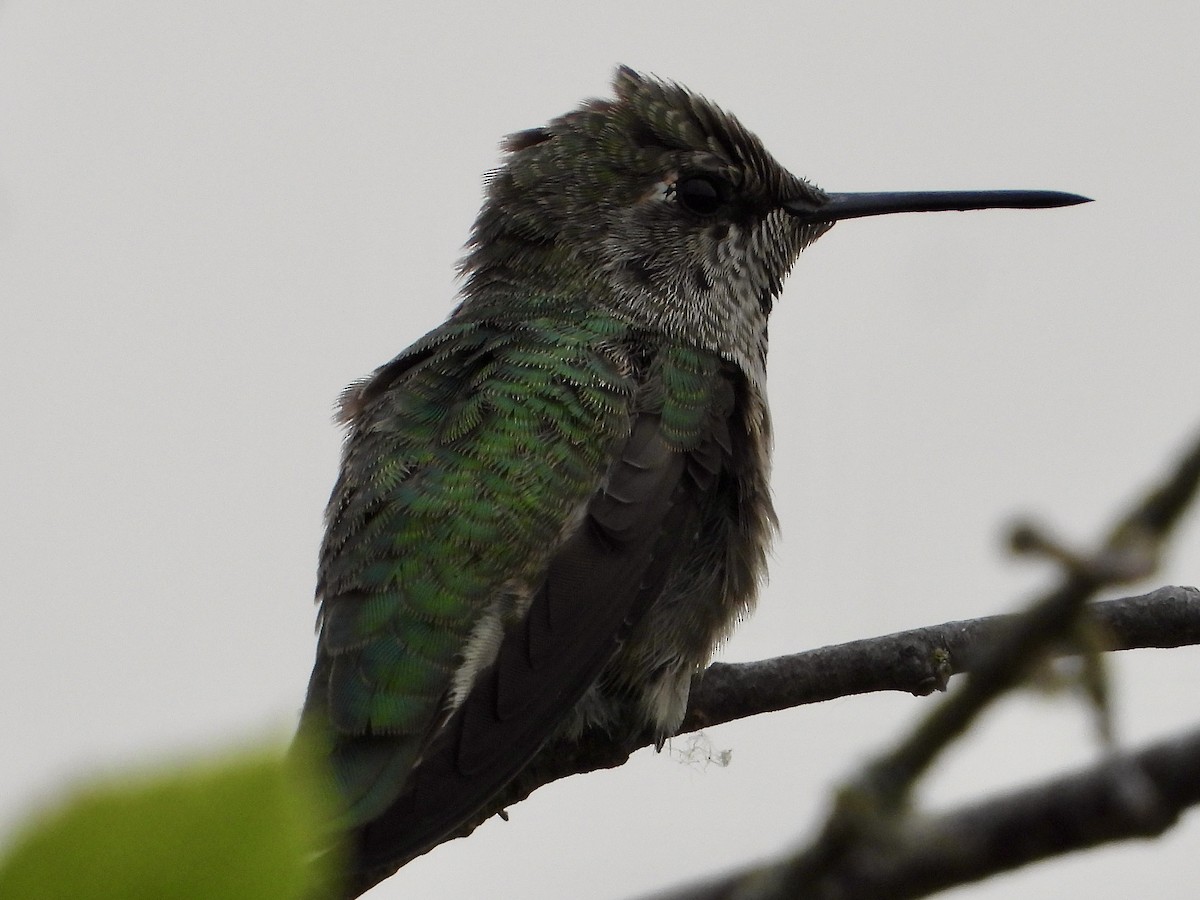 Anna's Hummingbird - ML488763371