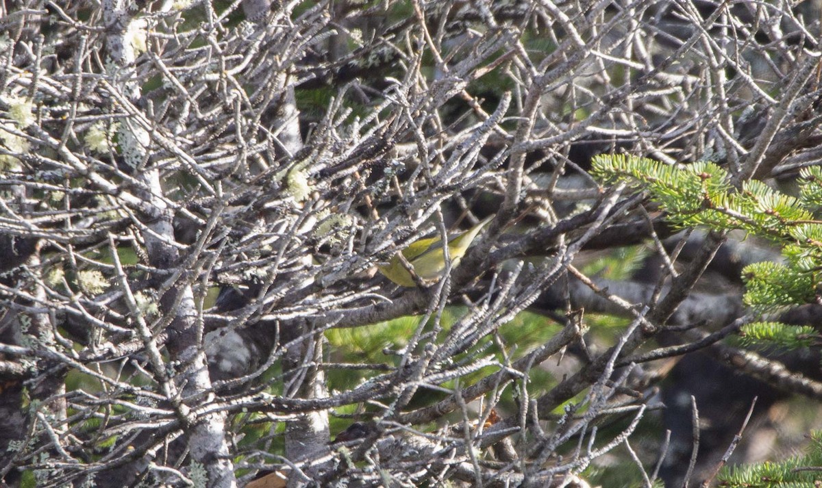 Tennessee Warbler - Vernon Buckle