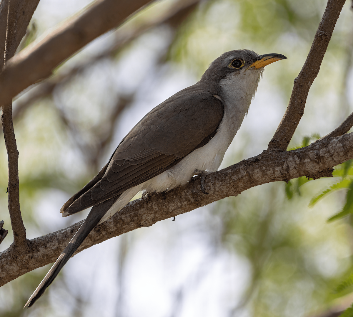 Yellow-billed Cuckoo - Russell Campbell