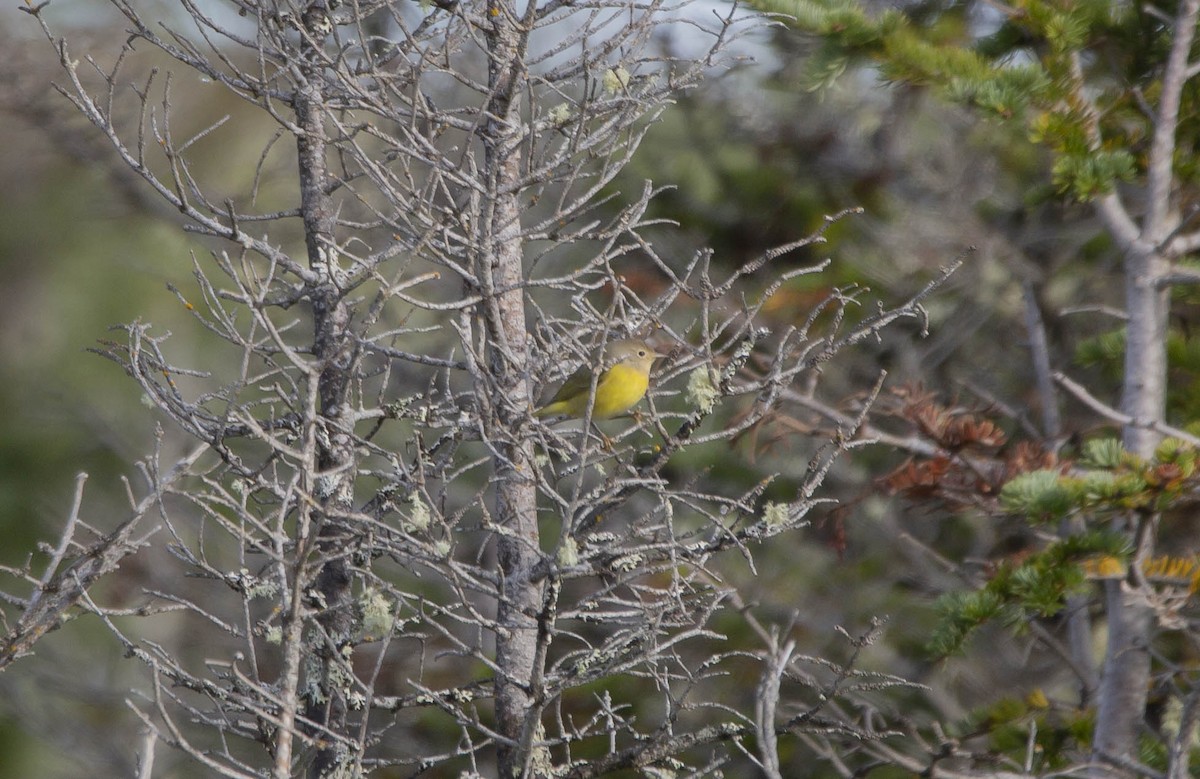 Nashville Warbler - Vernon Buckle