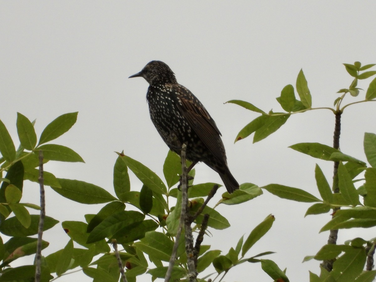 European Starling - ML488766811