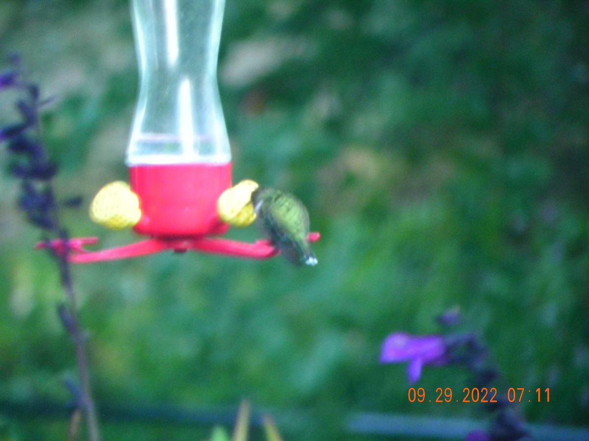 Ruby-throated Hummingbird - Michael Rock