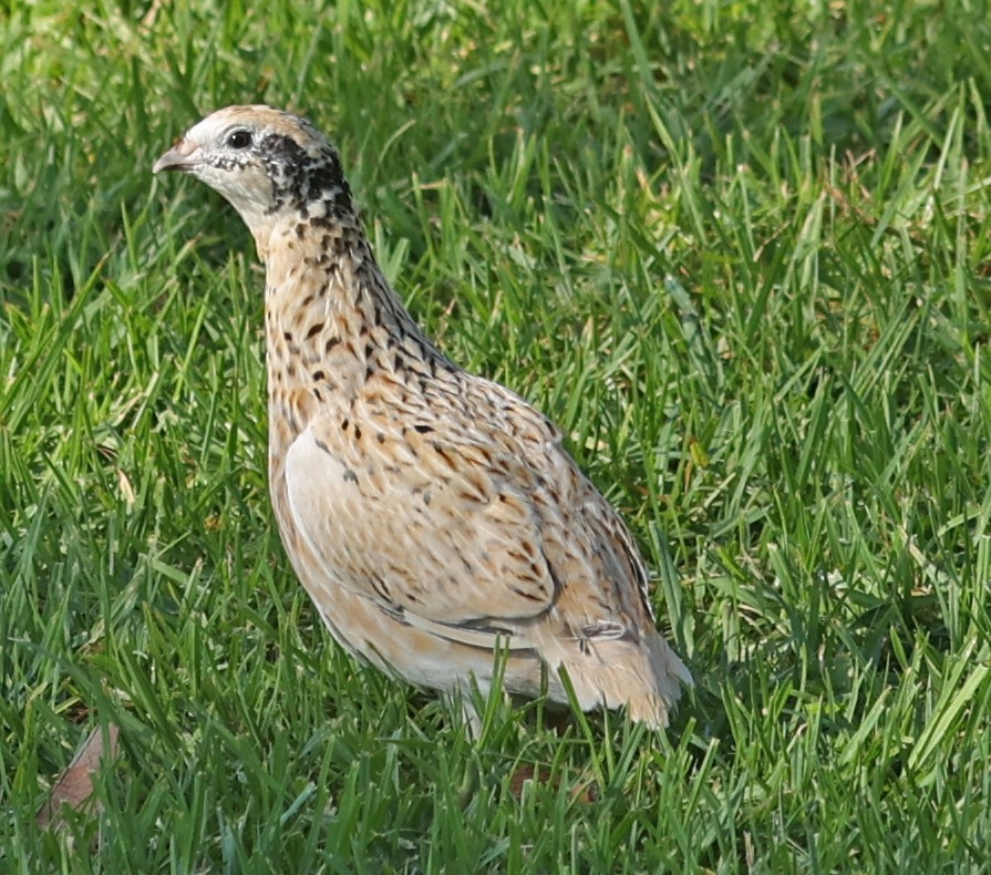 Japanese Quail - ML488770531