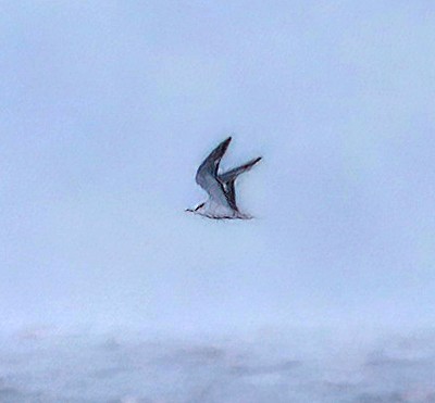 Sooty/Bridled Tern - Steve Collins