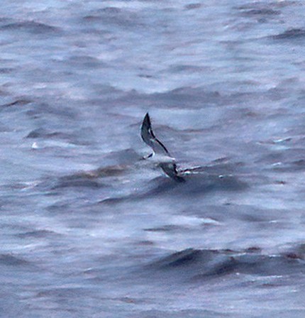 Sooty/Bridled Tern - Steve Collins