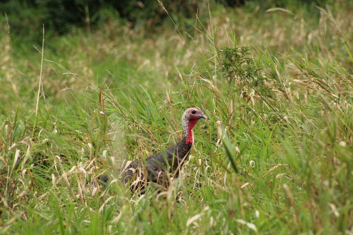 Wild Turkey - ML488772881