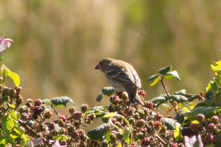 Common Rosefinch - ML488773501