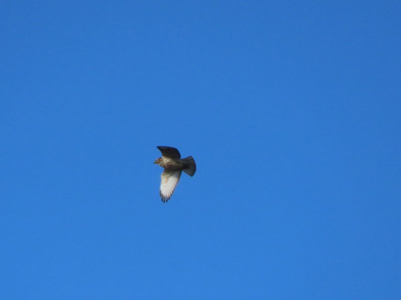 Broad-winged Hawk - Tracy The Birder