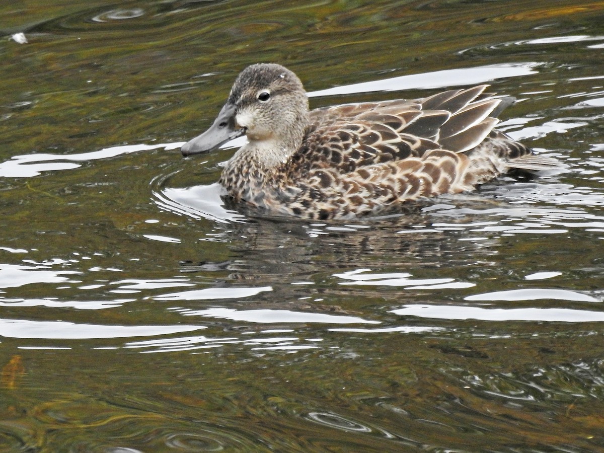 Blue-winged Teal - ML488773881