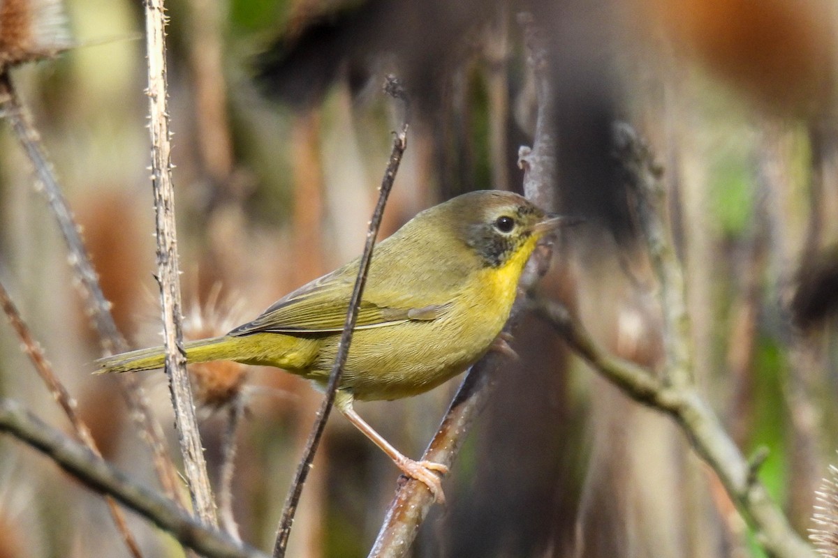 Common Yellowthroat - ML488774441