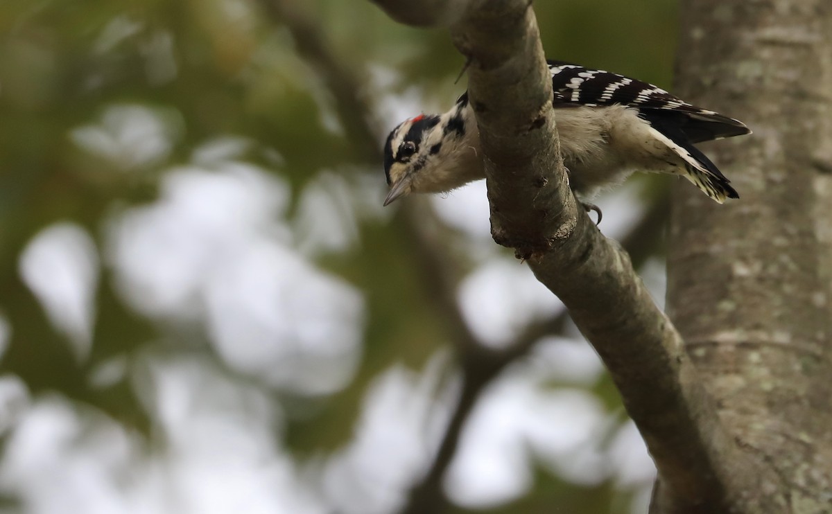 Downy Woodpecker (Eastern) - Rob Bielawski