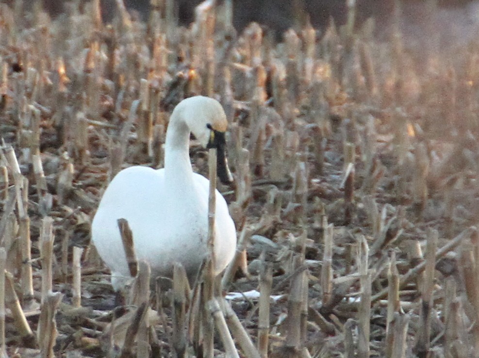 Tundra Swan - ML48877741