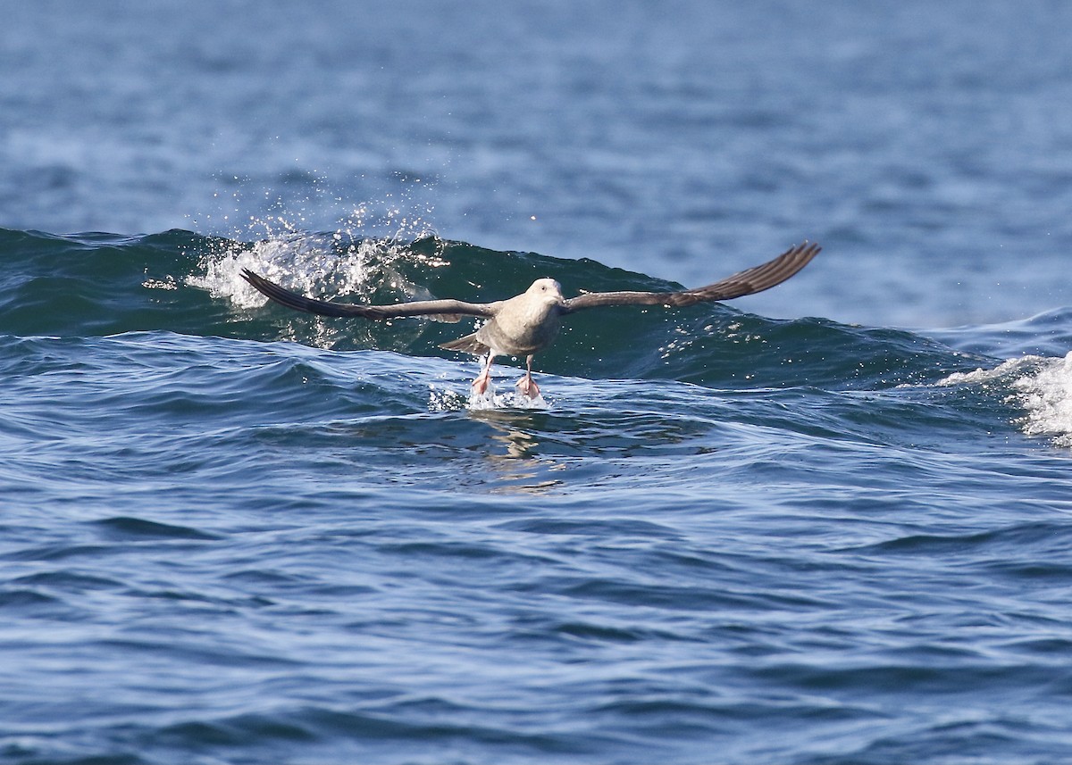 Herring Gull - ML488778281