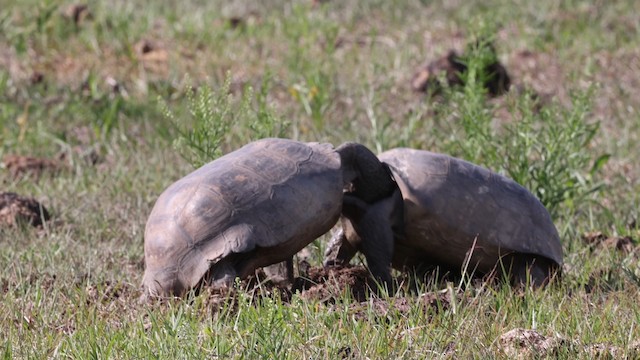 Gopher tortoise - ML488779