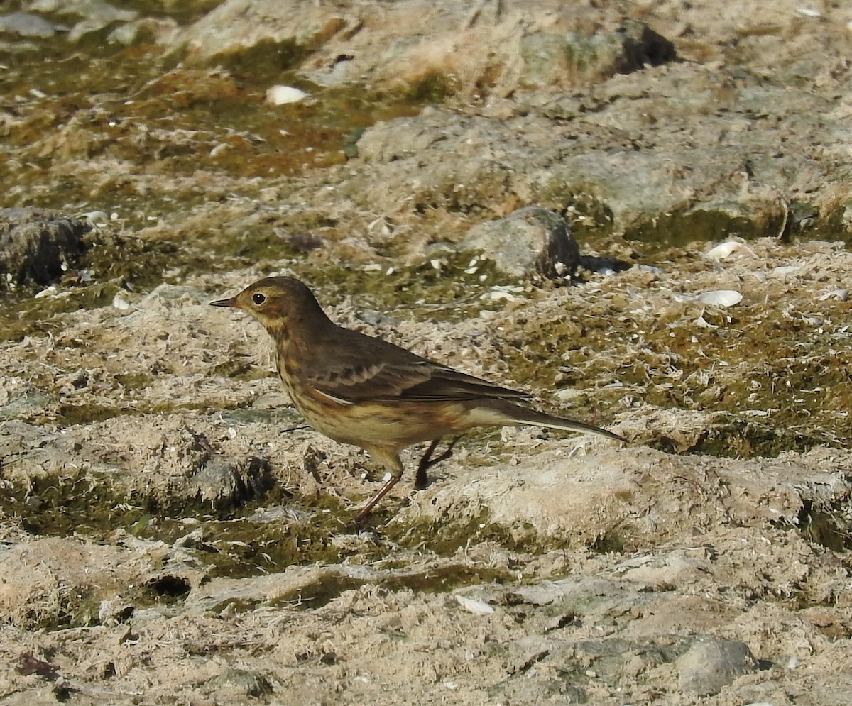 American Pipit - John Licharson