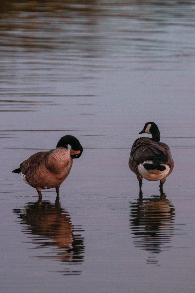 Canada Goose - ML488784151