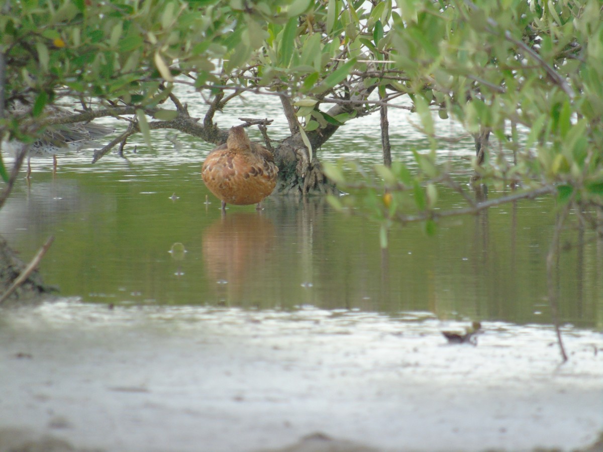 Blue-winged Teal - ML488785231