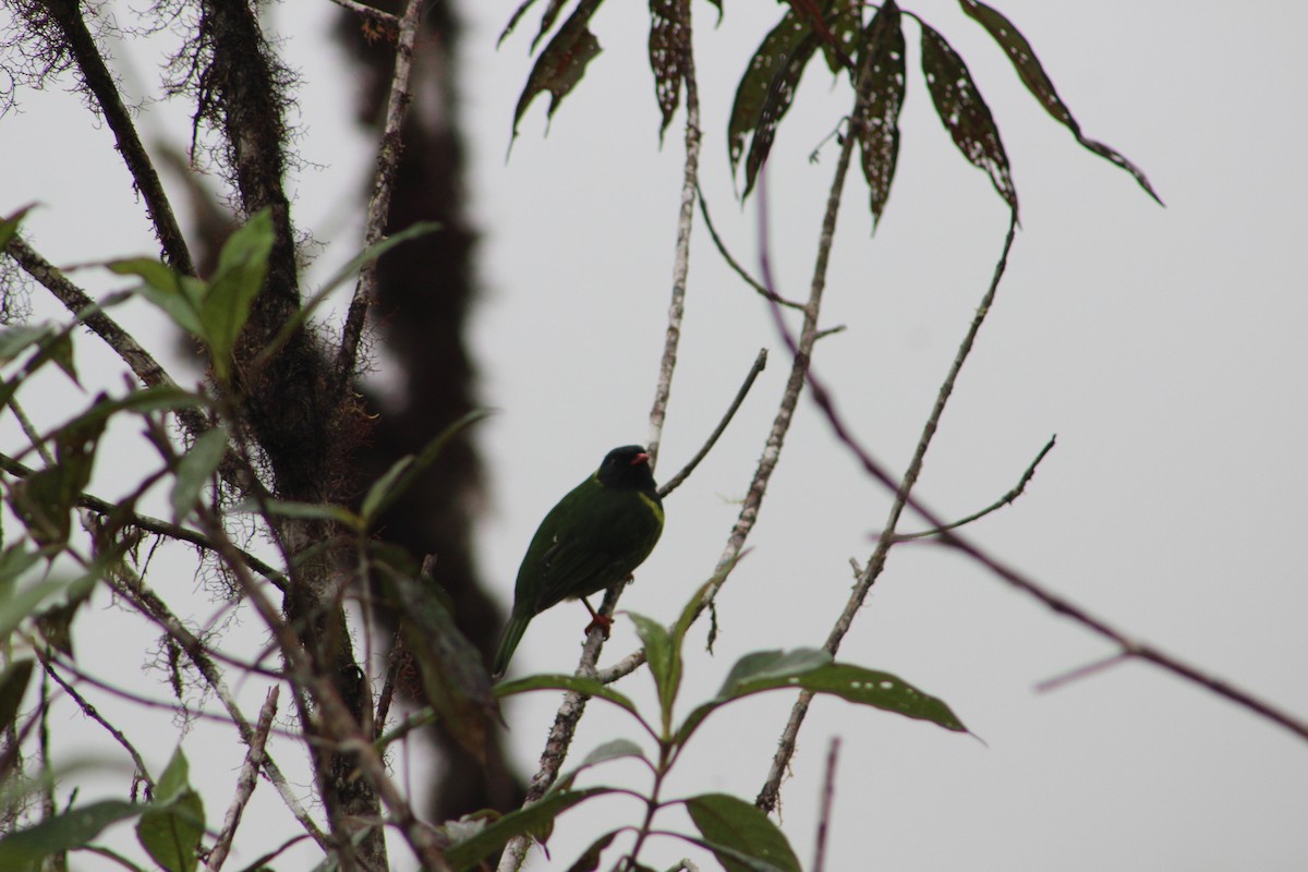 Green-and-black Fruiteater (Green-and-black) - ML488785301