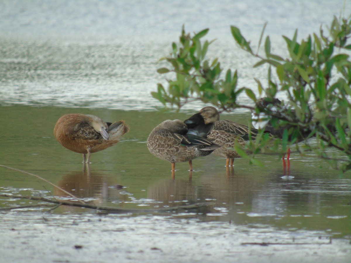 Blue-winged Teal - ML488785321