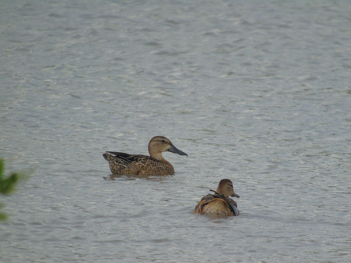 Blue-winged Teal - ML488785511