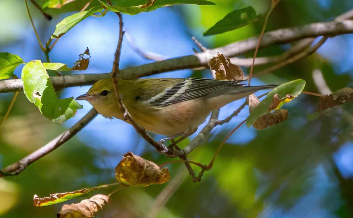 Bay-breasted Warbler - ML488785671
