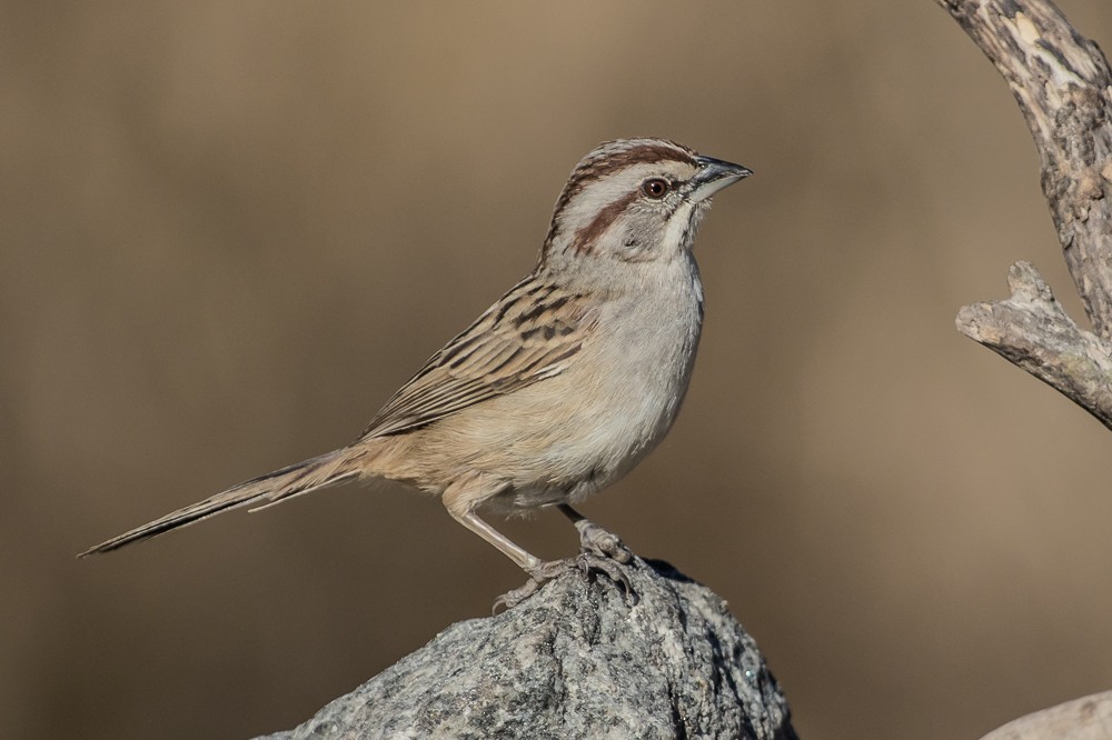 Chaco Sparrow - Lalo Simonini