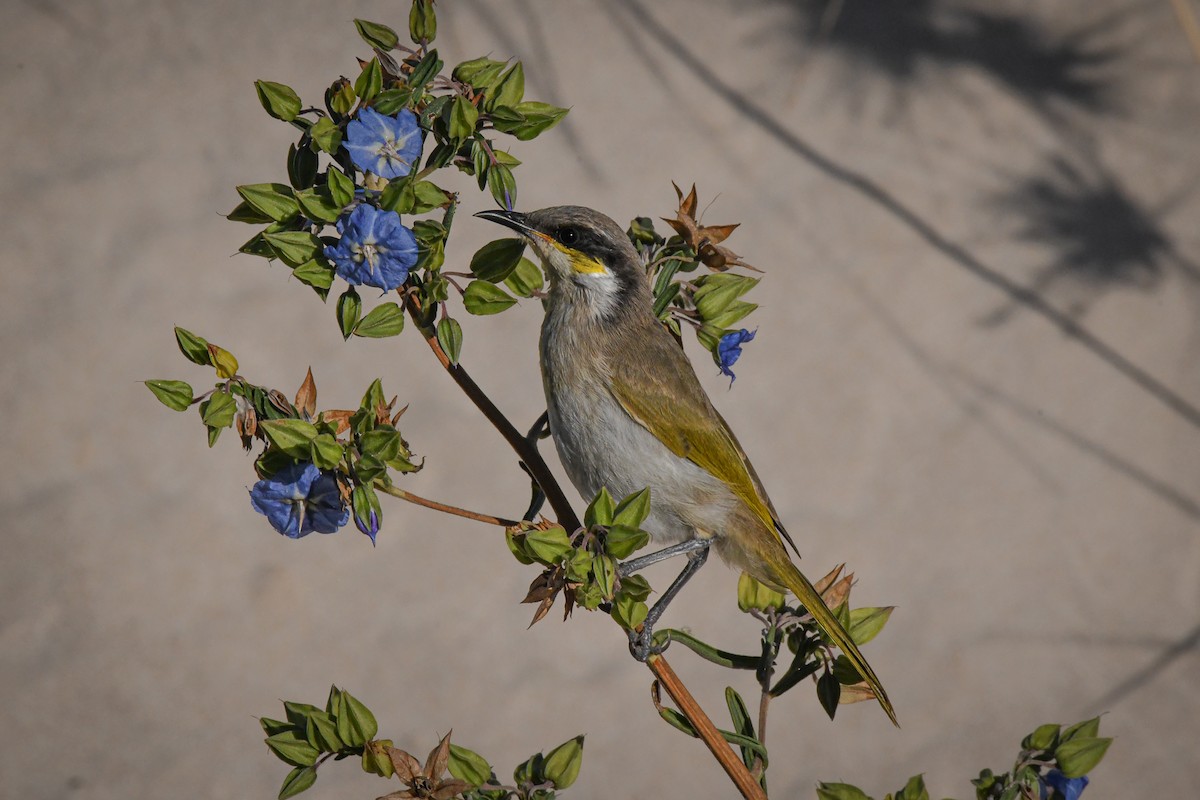 Singing Honeyeater - Trevor Evans