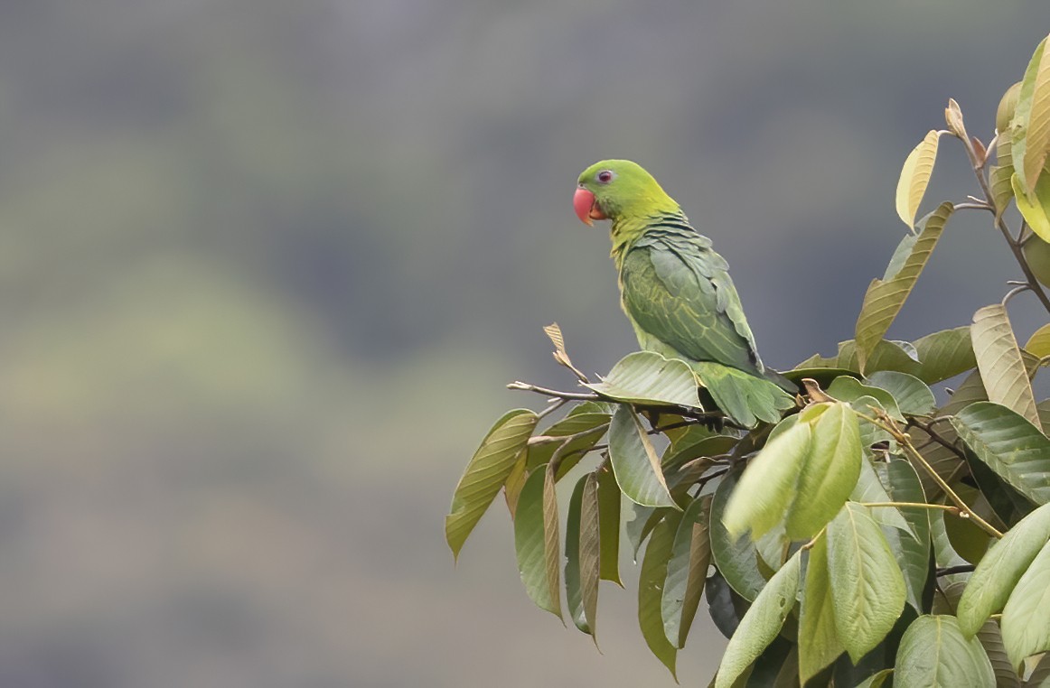 Blue-backed Parrot - Robert Hutchinson