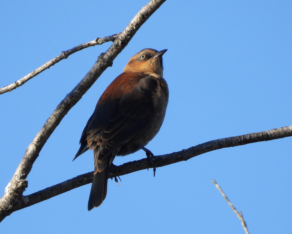 Rusty Blackbird - ML488792131