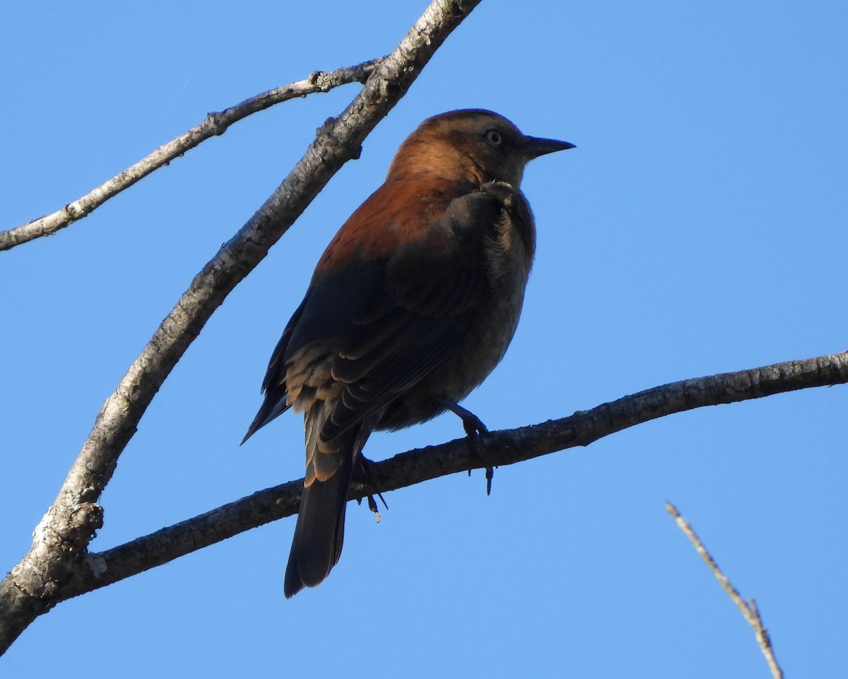 Rusty Blackbird - ML488792141