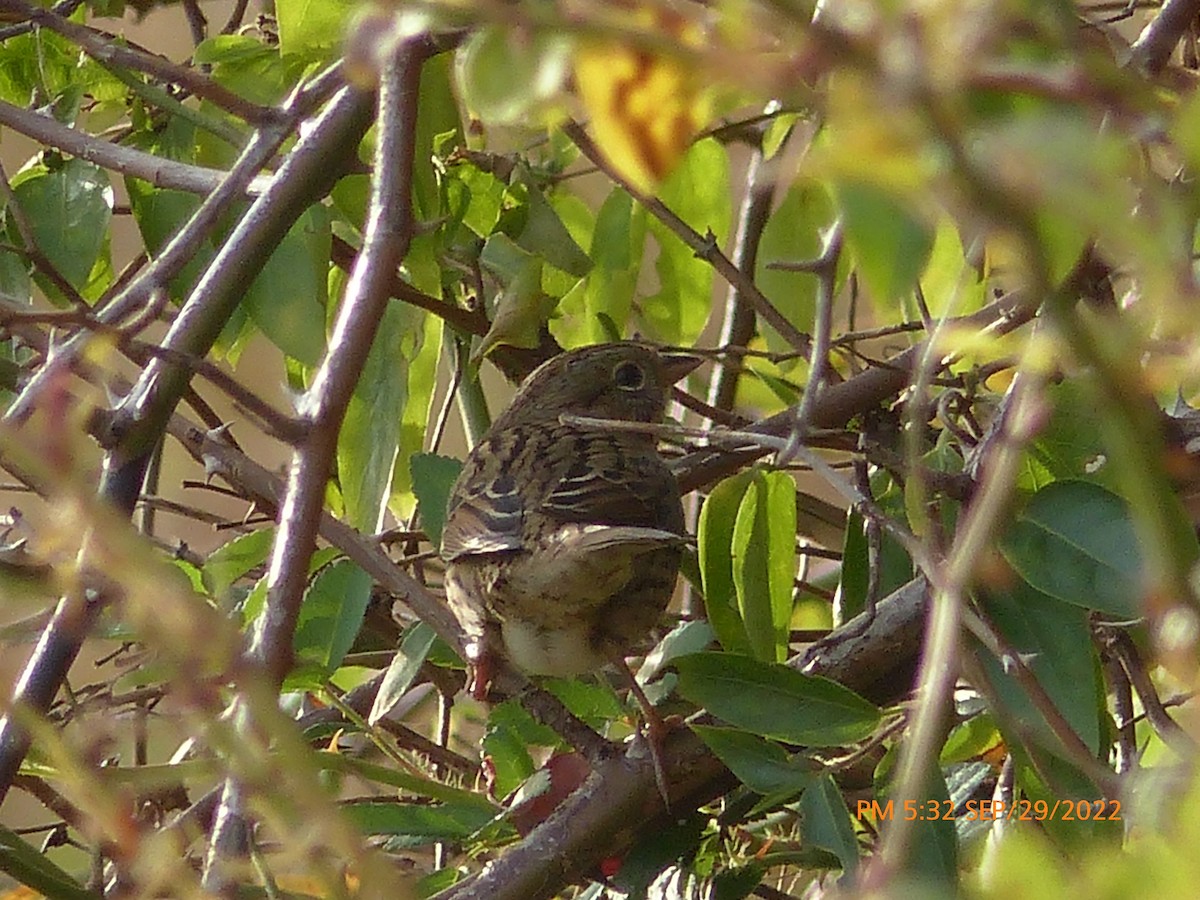 Lincoln's Sparrow - Sam Skinner