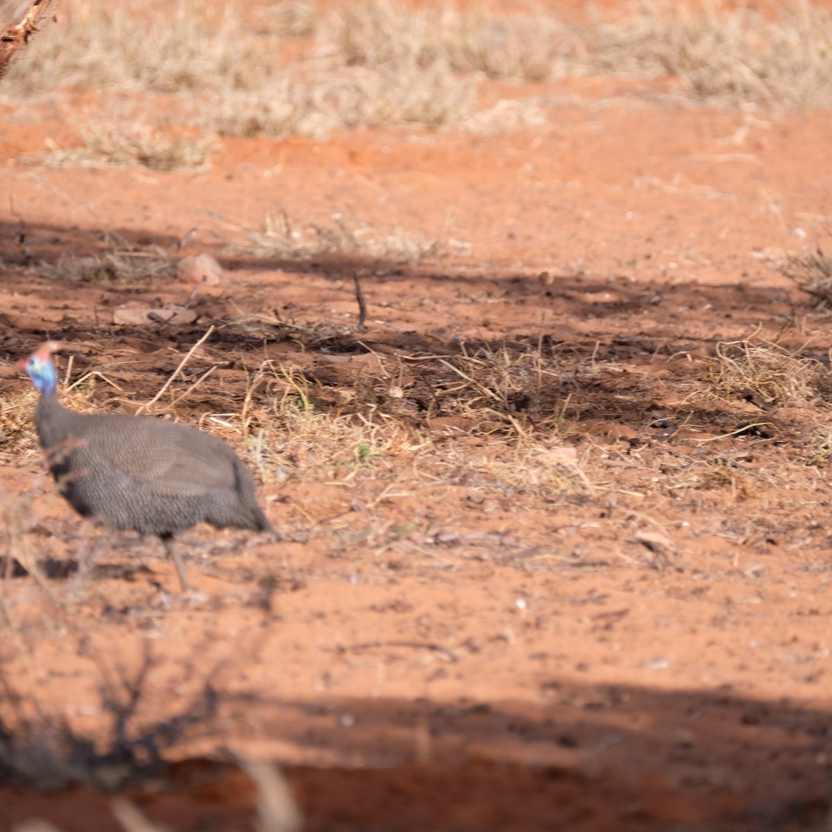 Helmeted Guineafowl - ML488794571