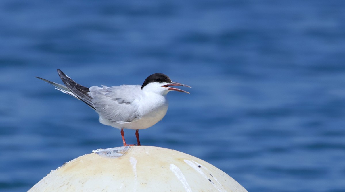 Common Tern - ML488794771