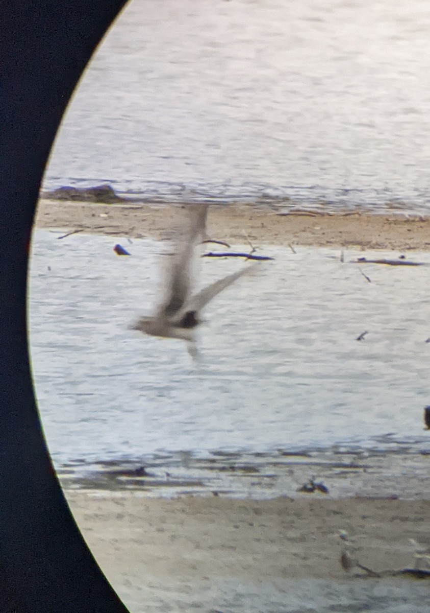 Black-bellied Plover - ML488795901